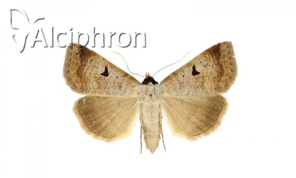 Lygephila lusoria