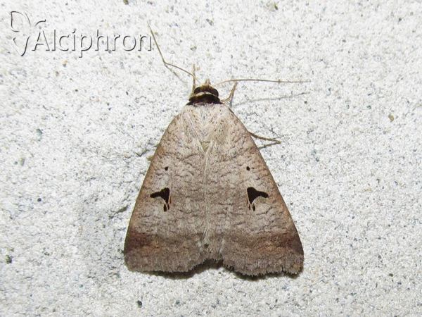 Lygephila pastinum