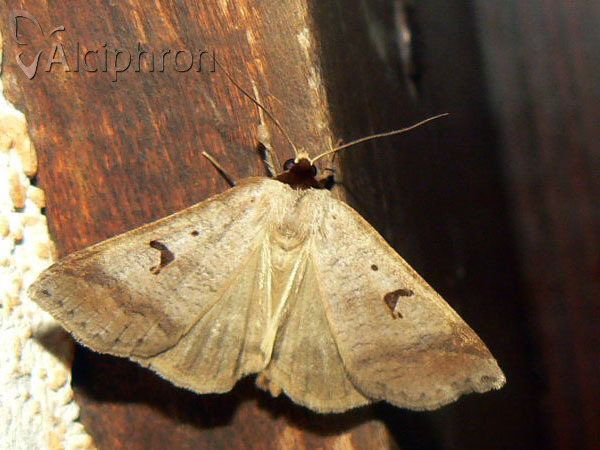Lygephila pastinum