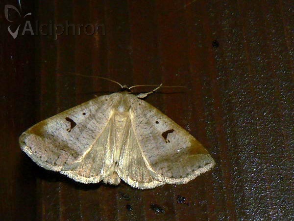 Lygephila pastinum