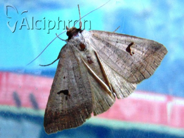 Lygephila pastinum