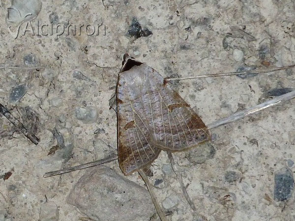 Lygephila viciae