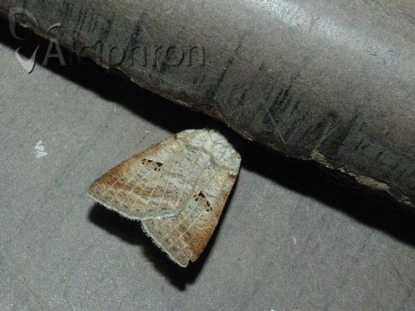 Lygephila viciae