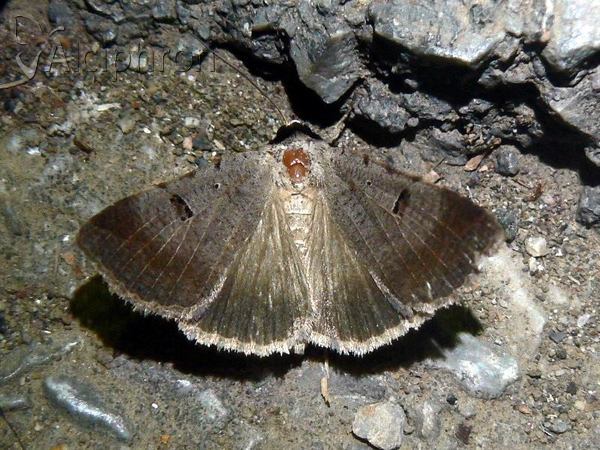 Lygephila craccae