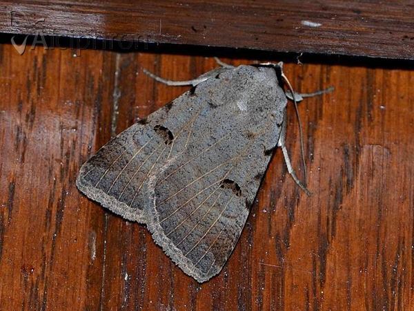 Lygephila craccae