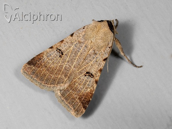 Lygephila craccae