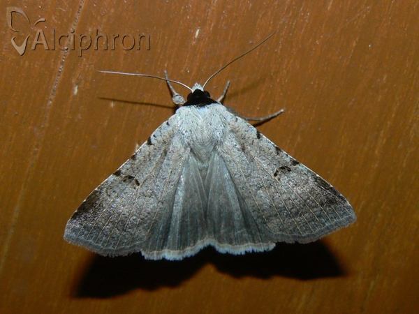 Lygephila craccae