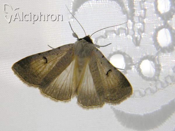 Lygephila craccae