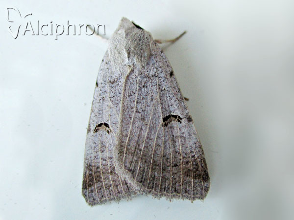 Lygephila craccae