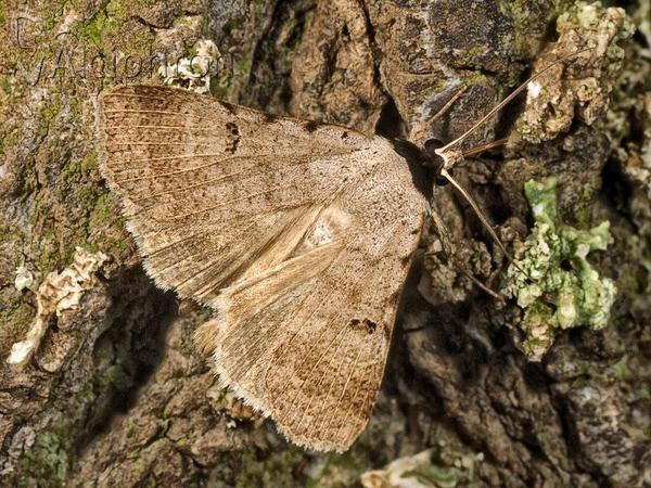 Lygephila craccae