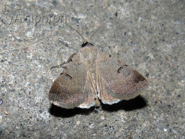 Lygephila craccae