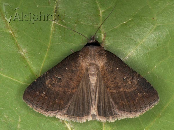Lygephila procax