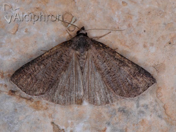 Lygephila procax