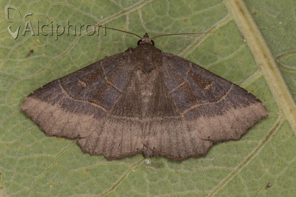 Arytrura musculus