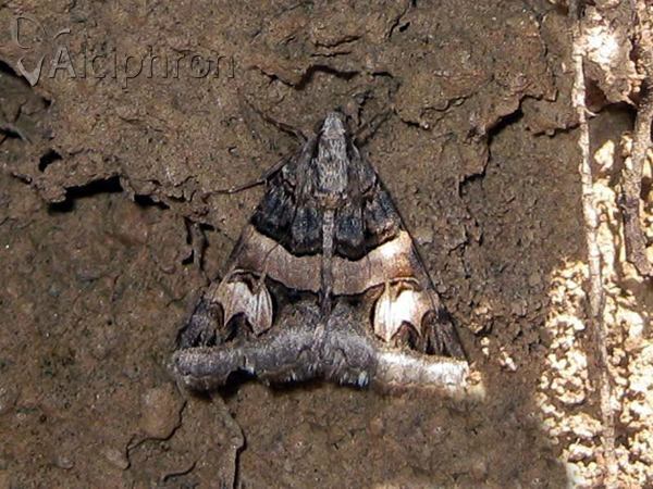 Drasteria cailino