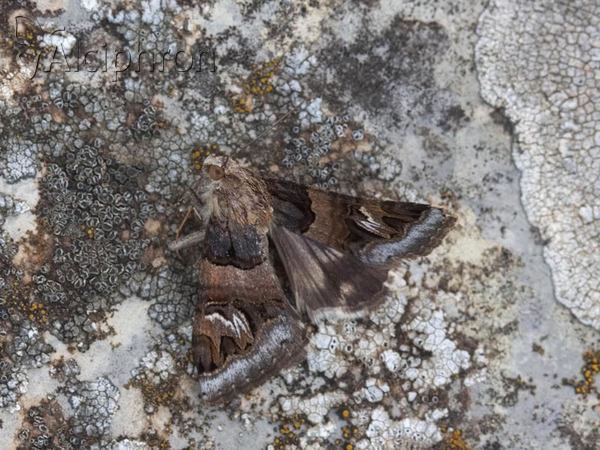 Drasteria cailino