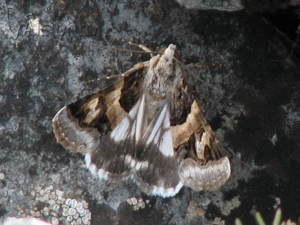 Drasteria cailino