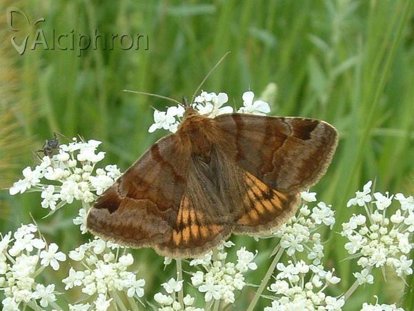 Euclidia glyphica