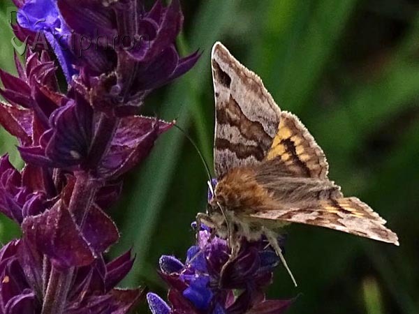 Euclidia glyphica