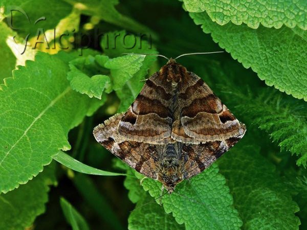 Euclidia glyphica