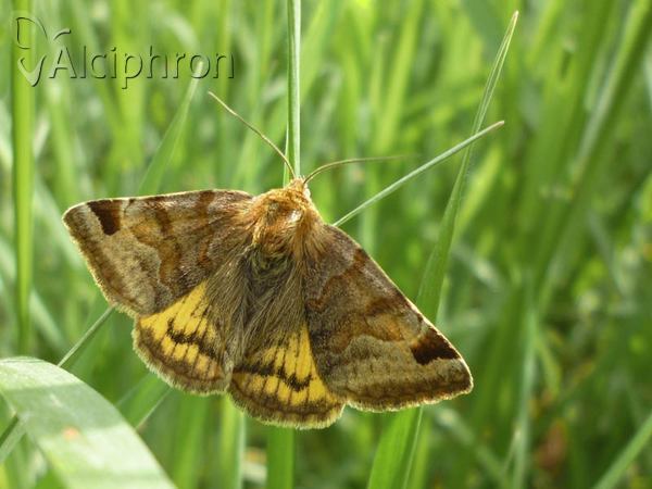 Euclidia glyphica