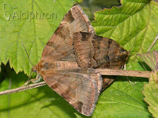Euclidia glyphica