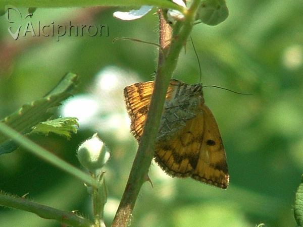 Euclidia glyphica