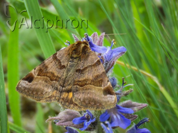 Euclidia glyphica