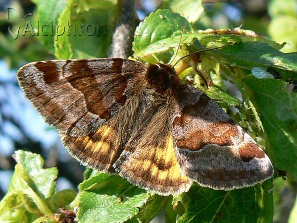 Euclidia glyphica