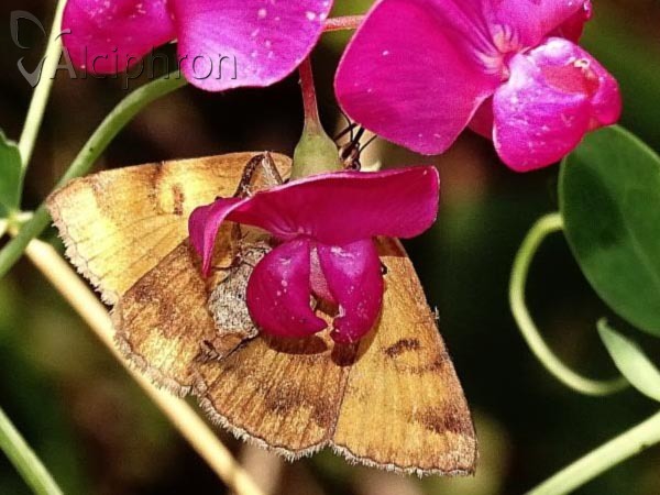 Euclidia glyphica