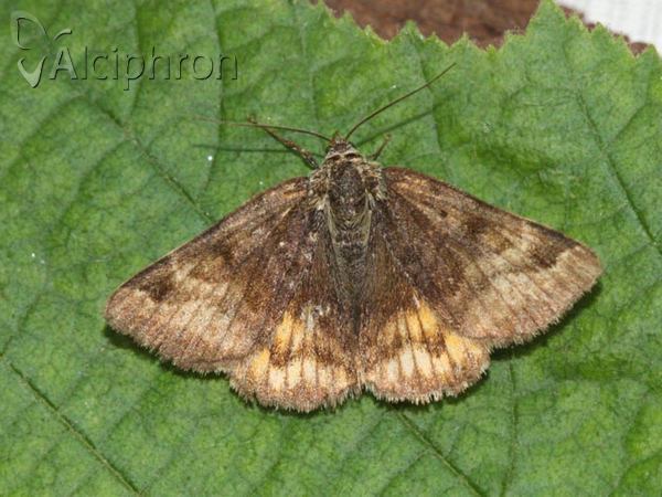 Euclidia glyphica
