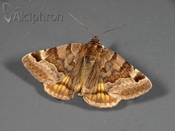 Euclidia glyphica
