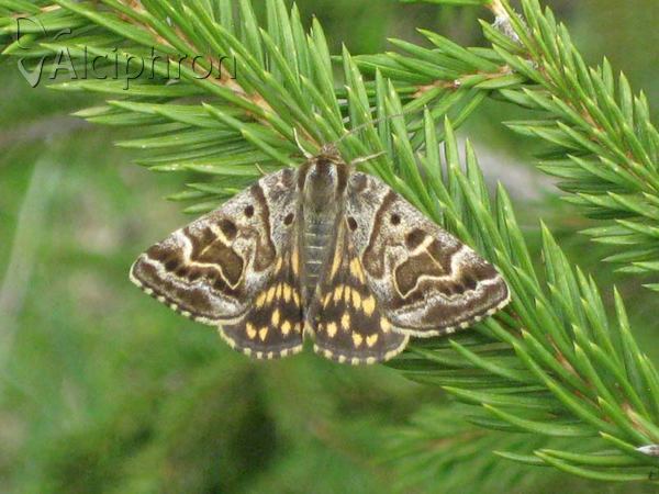 Euclidia mi
