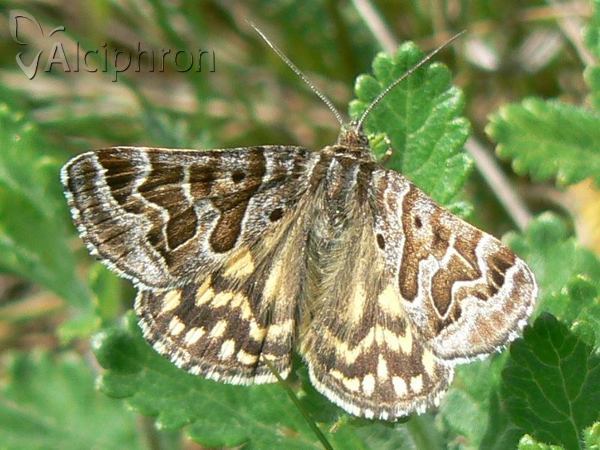 Euclidia mi