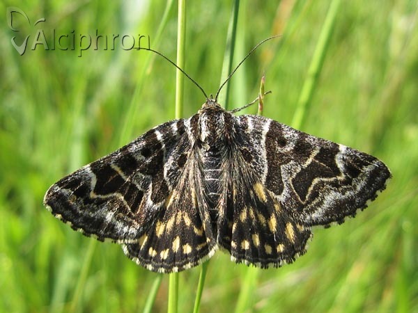 Euclidia mi