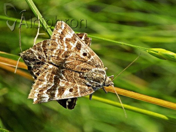 Euclidia mi