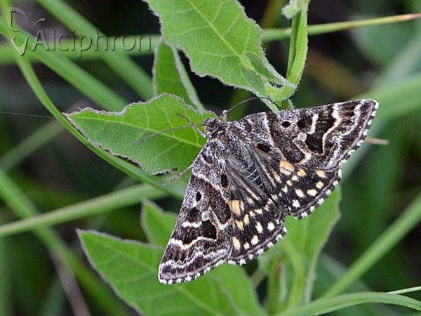 Euclidia mi
