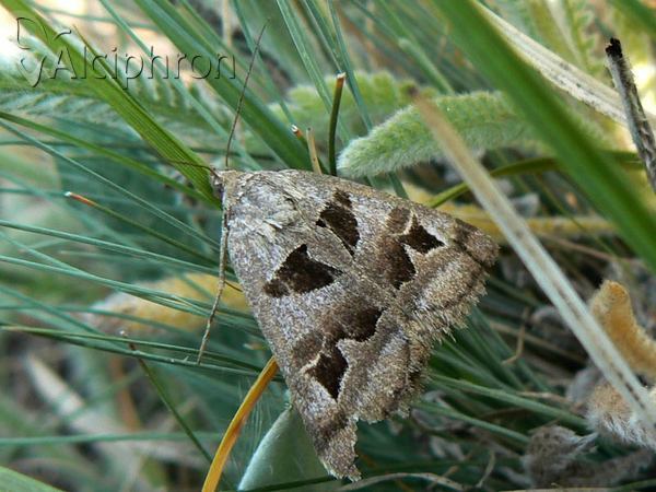 Euclidia triquetra