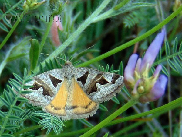 Euclidia triquetra