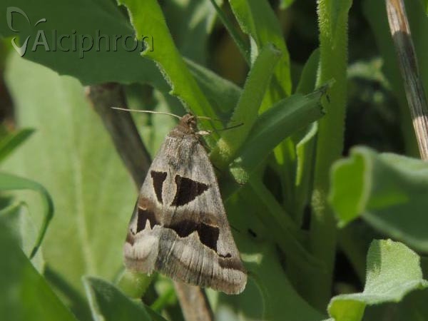 Euclidia triquetra
