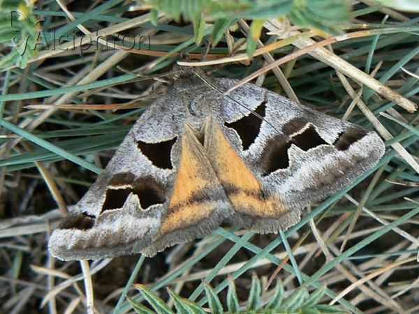 Euclidia triquetra