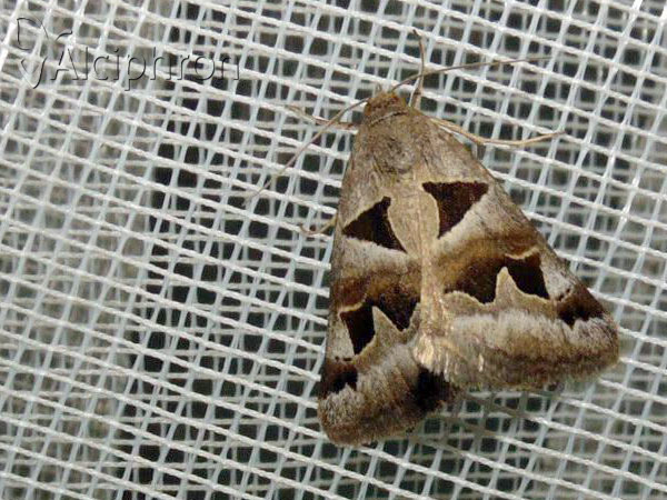 Euclidia triquetra