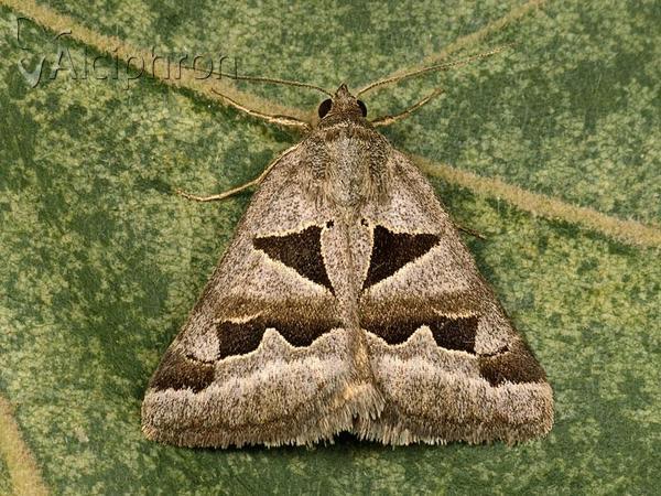 Euclidia triquetra