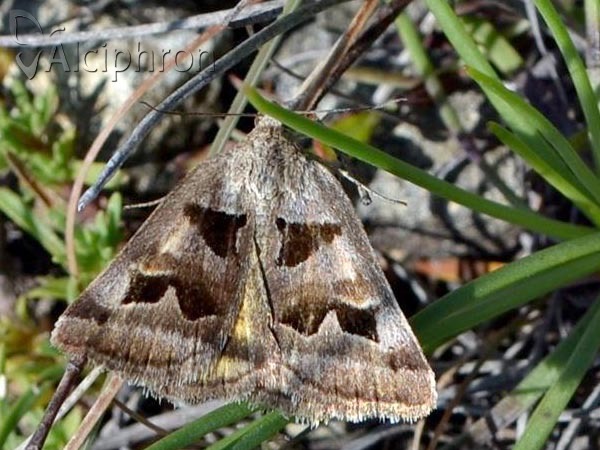 Euclidia triquetra