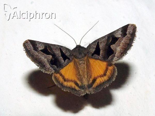 Euclidia triquetra