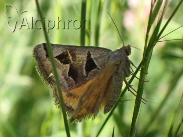 Euclidia triquetra