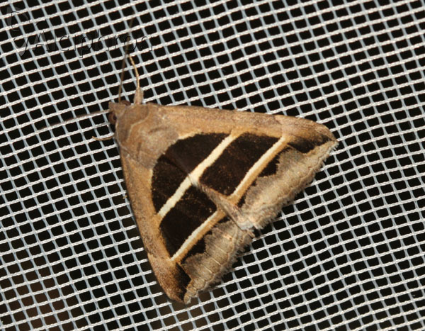 Grammodes bifasciata