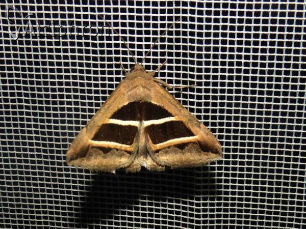 Grammodes bifasciata