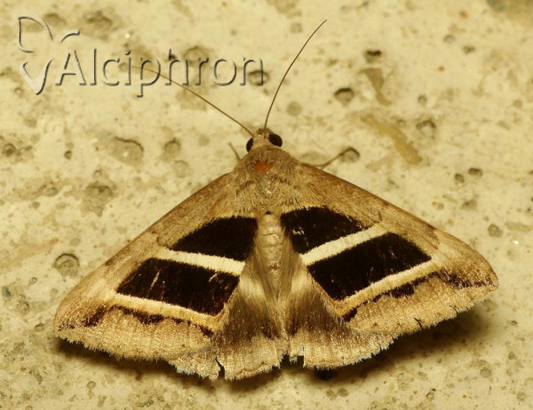 Grammodes bifasciata