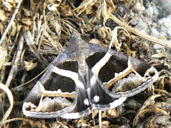 Grammodes stolida